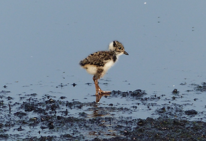 Young Lapwing